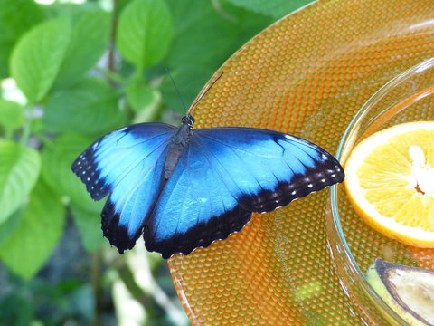 blauer Morphofalter auf Tellerrand