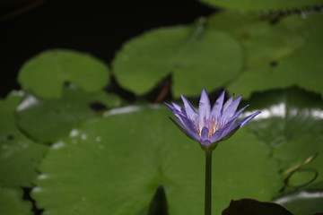 Lotus is Blooming in the Pond