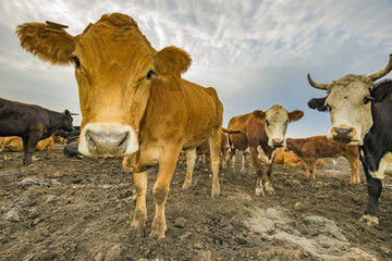 Fototapeta premium cattle limusiine meat, calves and young cows in the yard