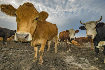 cattle limusiine meat, calves and young cows in the yard