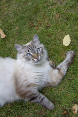 campagne, nature animaux et arbres