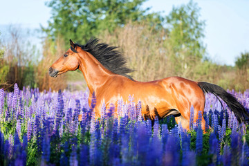 Purebred horse running among blooming flowers - 171080590