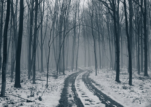 Road In The Deciduous Forest, Fog And Snow.