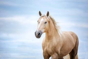 Naklejka na ściany i meble Beautiful horse running on a blue sky background.