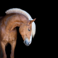 Portrait of a horse isolated on black background.