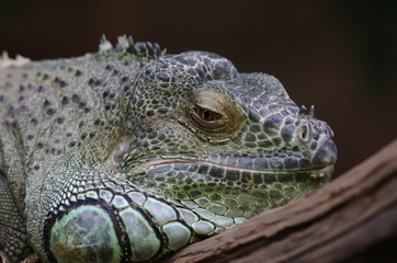 Portrait d'iguane