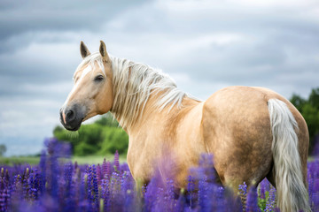 Palomino horse among lupine flowers.