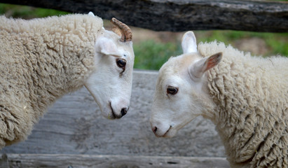 Sheep Staring 