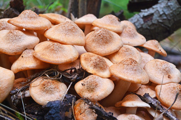 armillaria tabescens mushroom