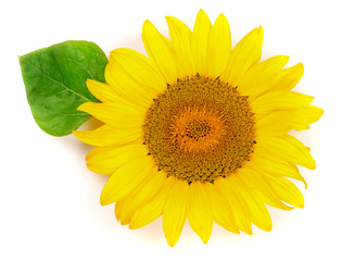 sunflower with leaves isolated on white background close-up. Top view