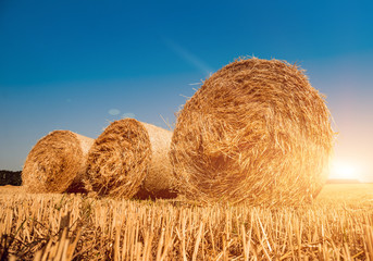 Straw bales at the wheat field. Summer