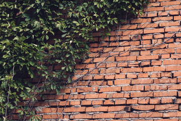 Texture of brick wall and leaves. Old abandoned building.