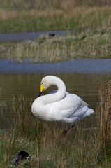 Cygne blanc