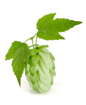 hop cone with leaf isolated on white background close-up