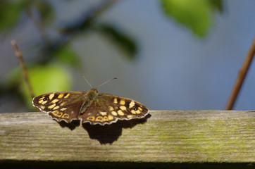 Papillon sur un banc