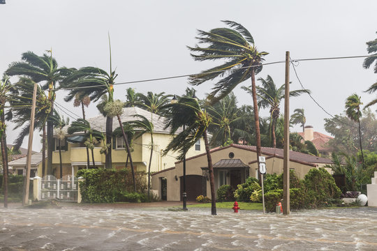Palm trees blowing in the winds, catastrophic hurricane Irma