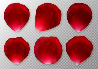 Set of bright red rose petals with drops of dew on a transparent backdrop. Elements close-up for romantic decoration. Vector illustration.
