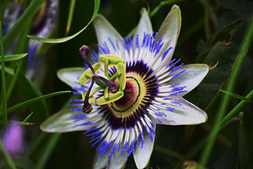 Passion Flower New Zealand