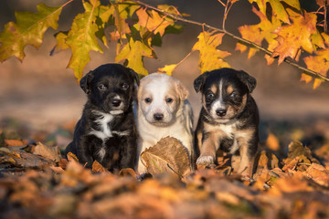 Three little adorable puppies in autumn © Rita Kochmarjova