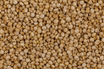 Quinoa seeds close up