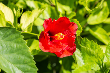 Red Hibiscus Flower