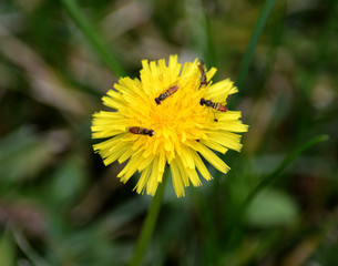 Hoverflies on Dandelion 
