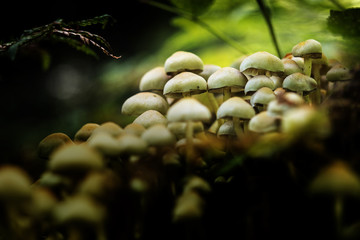 group of small mushrooms in the autumn forest, close up with copy space and bokeh