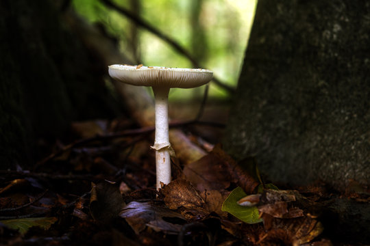 white mushroom between old trees in the autumn forest, close up with copy space