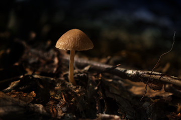 small mushroom in the autumn forest, close up with copy space