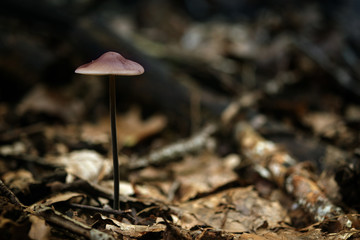 small mushroom with a violet cup in the autumn forest, close up with large copy space