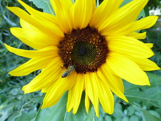 Fototapeta premium Sonnenblume mit Biene