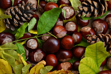 Autumn wallpaper chestnuts dry leaves pine cones 3