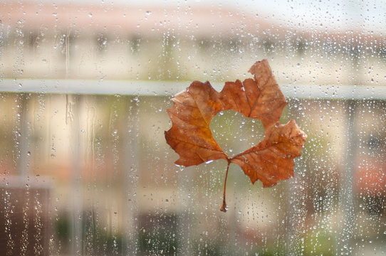 Leaf on wet glass. Autumn maple leaf. Rain drops.