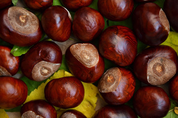 Fall photo background chestnuts dry golden leaves 4