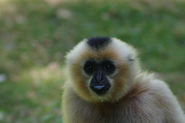 Portrait de Gibbon beige