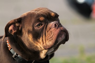 Bulldogge