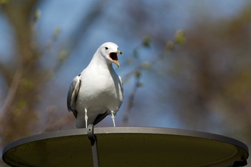 Gull on the west coast in Sweden