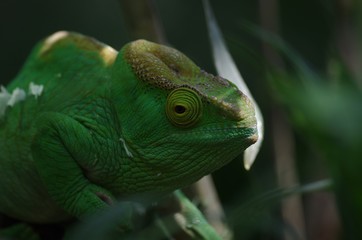 Caméléon vert