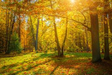 Obraz premium Autumn landscape
