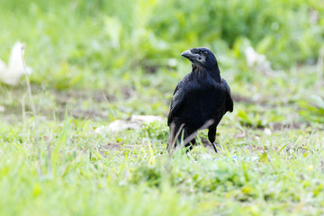Fototapeta premium Rook (Corvus frugilegus).