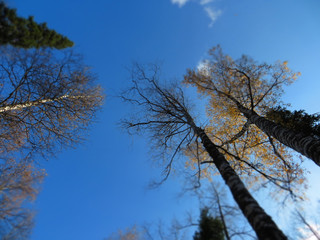 autumn forest with a clear sky