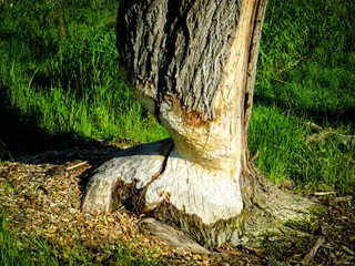 Traces of a beaver on a tree