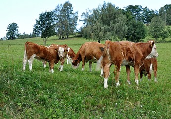 Fototapeta na wymiar cows on grazing 