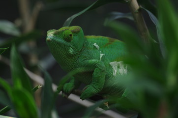 Caméléon vert