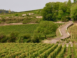 Wineyard／Beaune,France