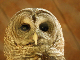 owl eyes