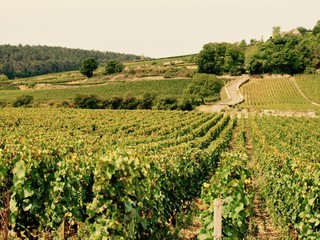 Wineyard／Beaune,France