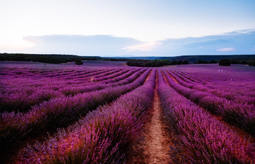 Naklejka na ściany i meble Beautiful image of lavender fields. Summer sunset landscape