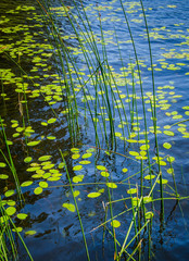 pattern of reeds and leaves on pond