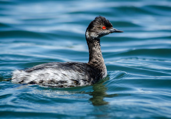  beautiful portrait of young Western Grebe (Aechmophorus occidentalis) swimming in the calm waters of Newport Back Bay Ecological Preserve, California